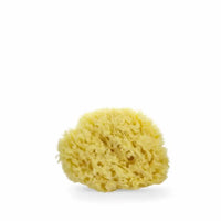 Lua & Lee Sponge 1 unit